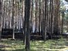 Brand Wald